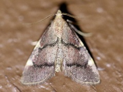 Hypsopygia thymetusalis
