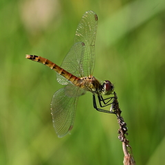 Sympetrum depressiusculum