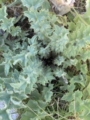 Cirsium fontinale