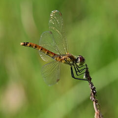Sympetrum depressiusculum