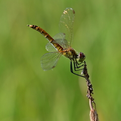 Sympetrum depressiusculum