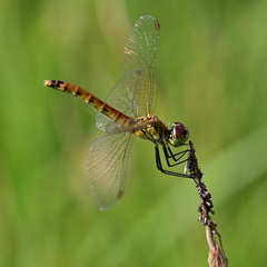 Sympetrum depressiusculum