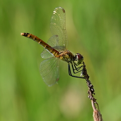 Sympetrum depressiusculum
