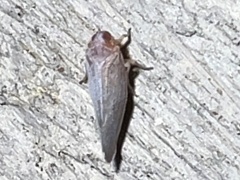 Omolicna
