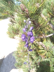 Aconitum variegatum