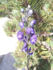 Aconitum variegatum