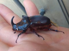 Oryctes nasicornis grypus