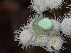 Misumena spinifera