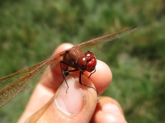 Sympetrum madidum