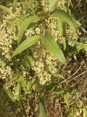 Mikania sericea