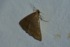 Zanclognatha lunalis