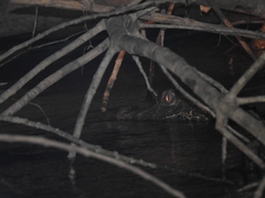 Paleosuchus trigonatus