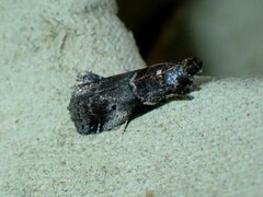 Acrobasis advenella