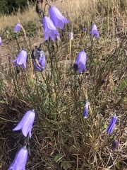 Campanula alaskana