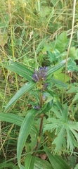 Gentiana cruciata cruciata