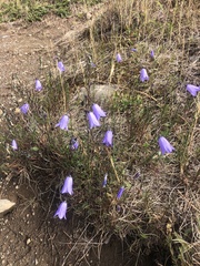 Campanula alaskana