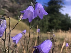 Campanula alaskana