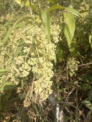 Mikania sericea