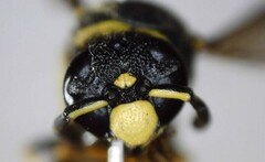 Euodynerus foraminatus