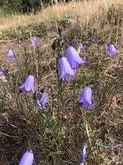 Campanula alaskana