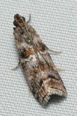 Dioryctria pygmaeella