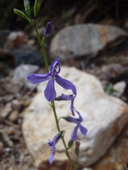 Lobelia anatina