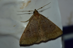 Zanclognatha lunalis