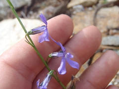 Lobelia anatina