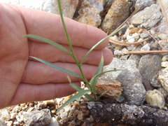 Lobelia anatina