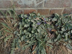 Campanula poscharskyana
