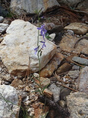 Lobelia anatina