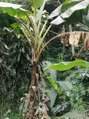 Pseudocercospora fijiensis