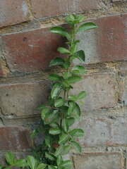 Angiospermae