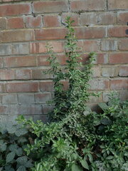 Angiospermae