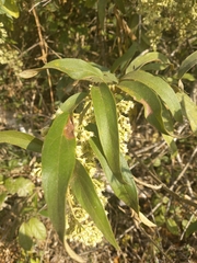 Mikania sericea