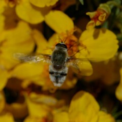 Heterostylum robustum