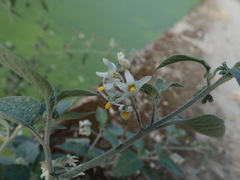 Solanum chenopodioides