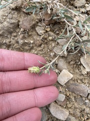 Xanthisma grindelioides grindelioides