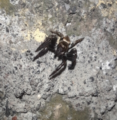 Salticinae