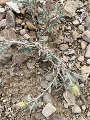 Xanthisma grindelioides grindelioides