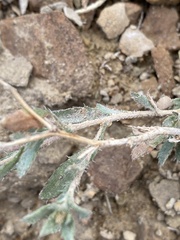 Xanthisma grindelioides grindelioides