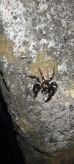 Salticinae