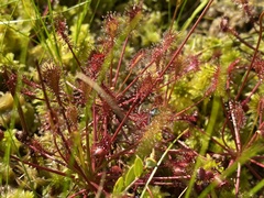 Drosera intermedia