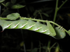 Manduca sexta