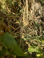 Mikania sericea
