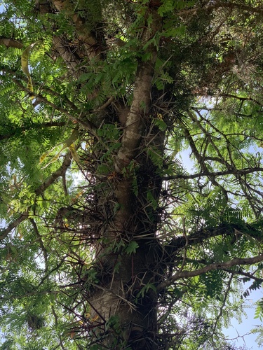Lederhülsenbaum