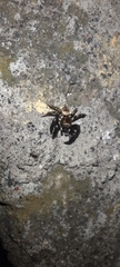 Salticinae