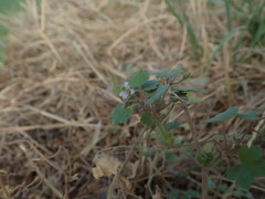 Geranium rotundifolium