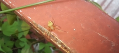 Eriophora edax