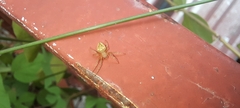 Eriophora edax